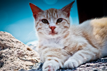 帮企业增收入的轰炸软件